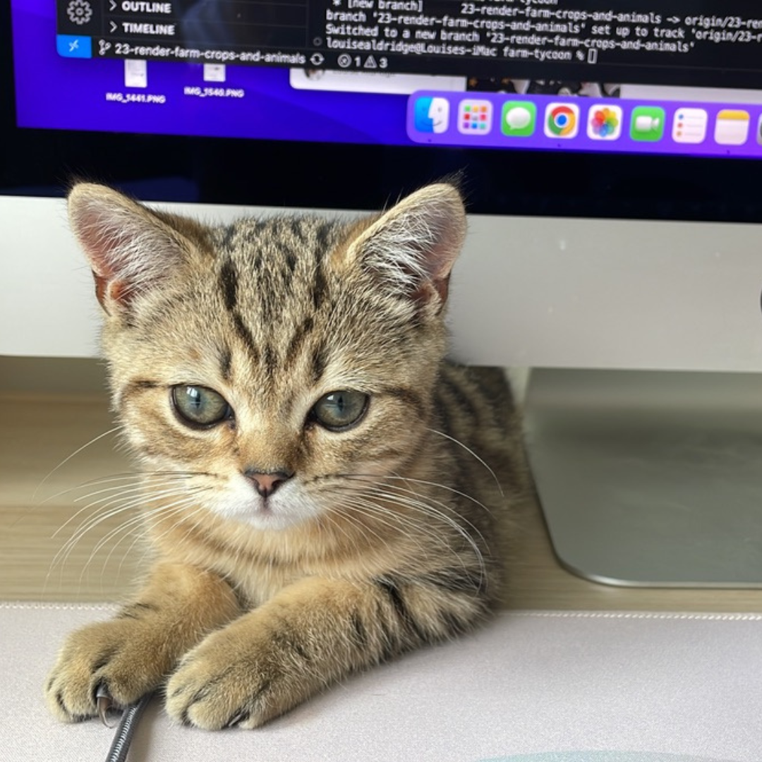 A cat sitting infront of a Mac screen with code on it.