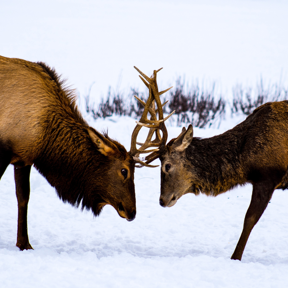 Two deers hitting horns with eachother.