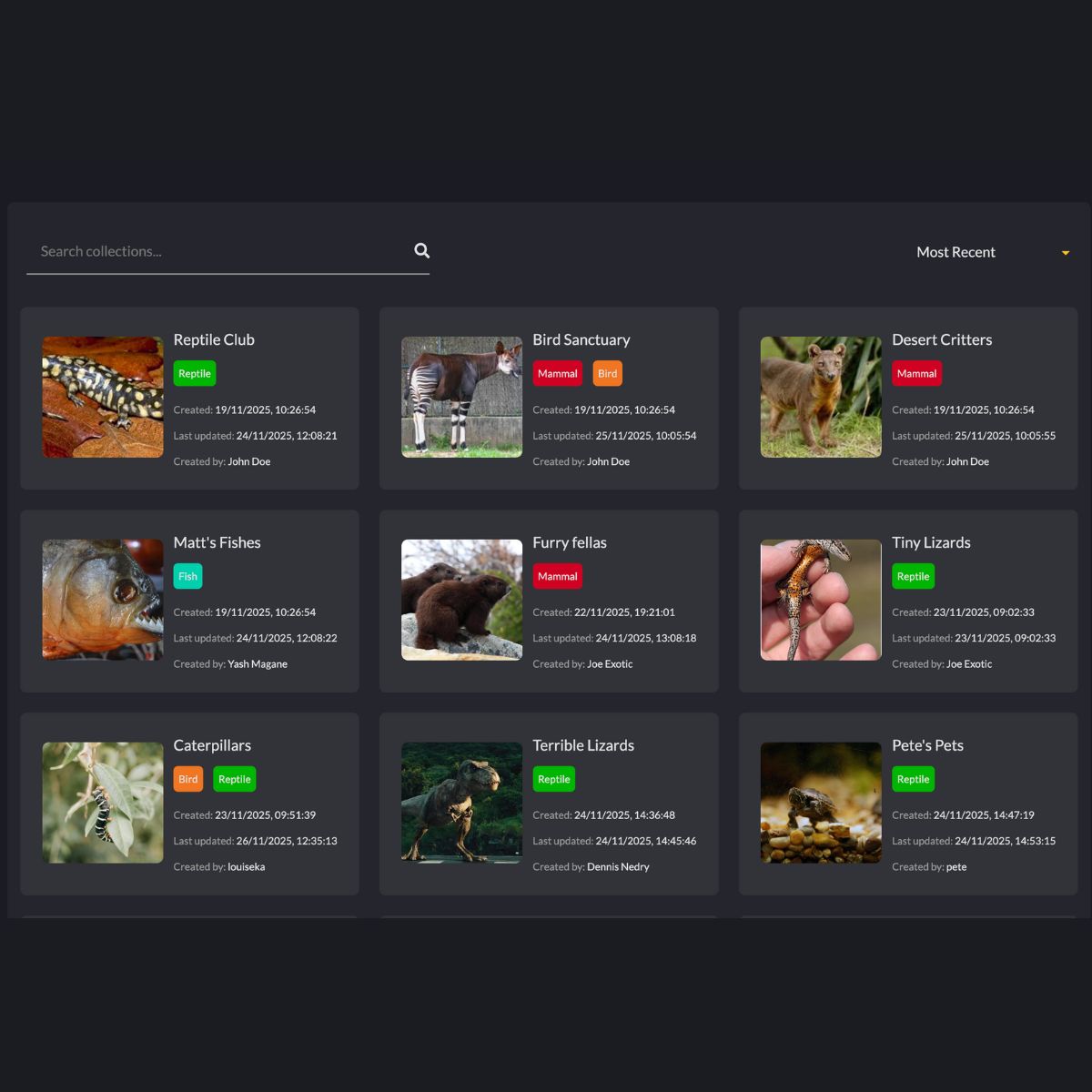 A screenshot of RareKind All Collections page, showing cards in a grid with different collections of animals.